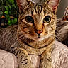 cat, tabby_cat, pet, animal, indoor, close_up, quilted_blanket, plant, fan, feline, whiskers, ears, paws, eyes, face, resting, cute, domestic_animal, fur, portrait