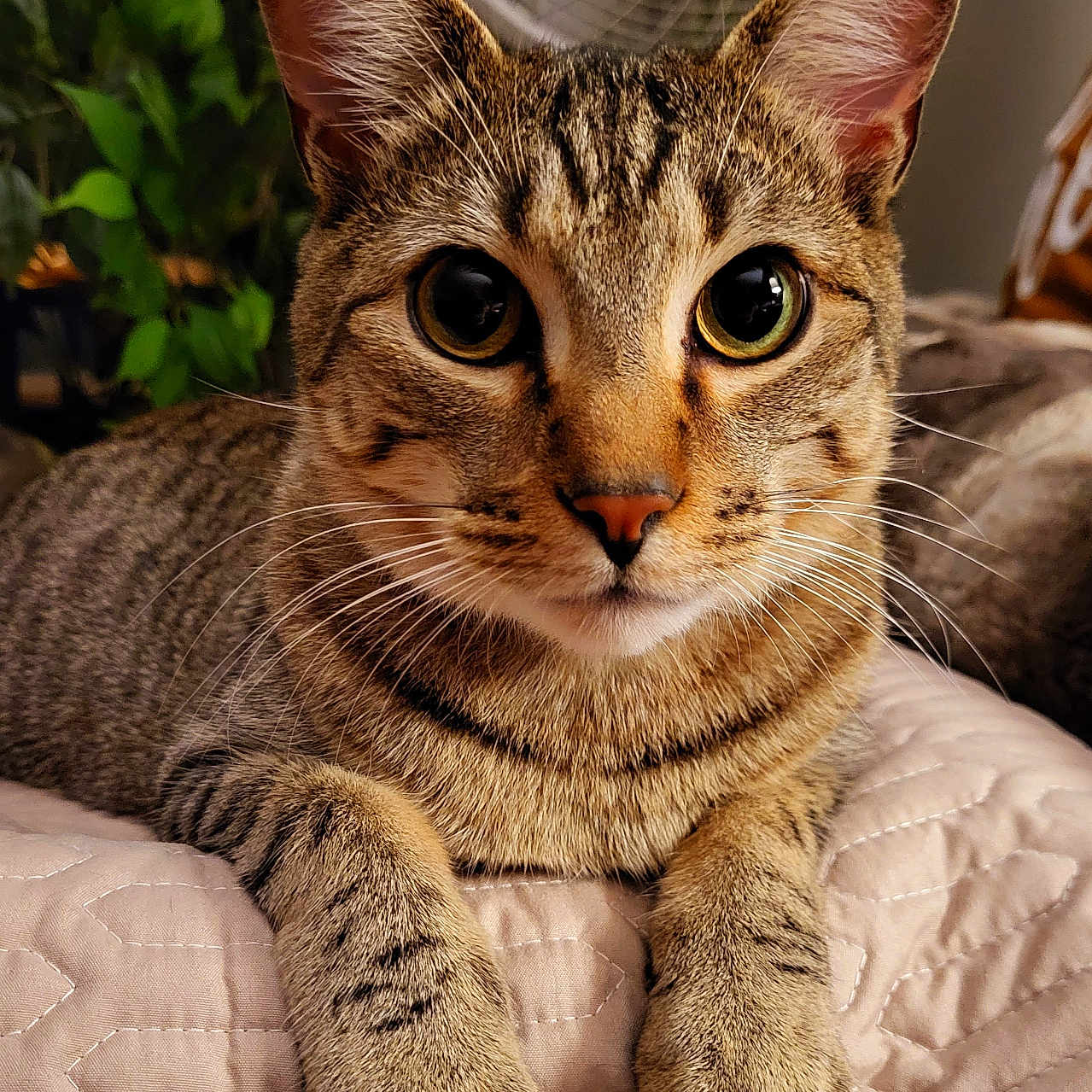 Boomboom joined the competition — help win amazing prizes! cat, tabby_cat, pet, animal, indoor, close_up, quilted_blanket, plant, fan, feline, whiskers, ears, paws, eyes, face, resting, cute, domestic_animal, fur, portrait
