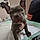 Mylo