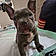 Mylo