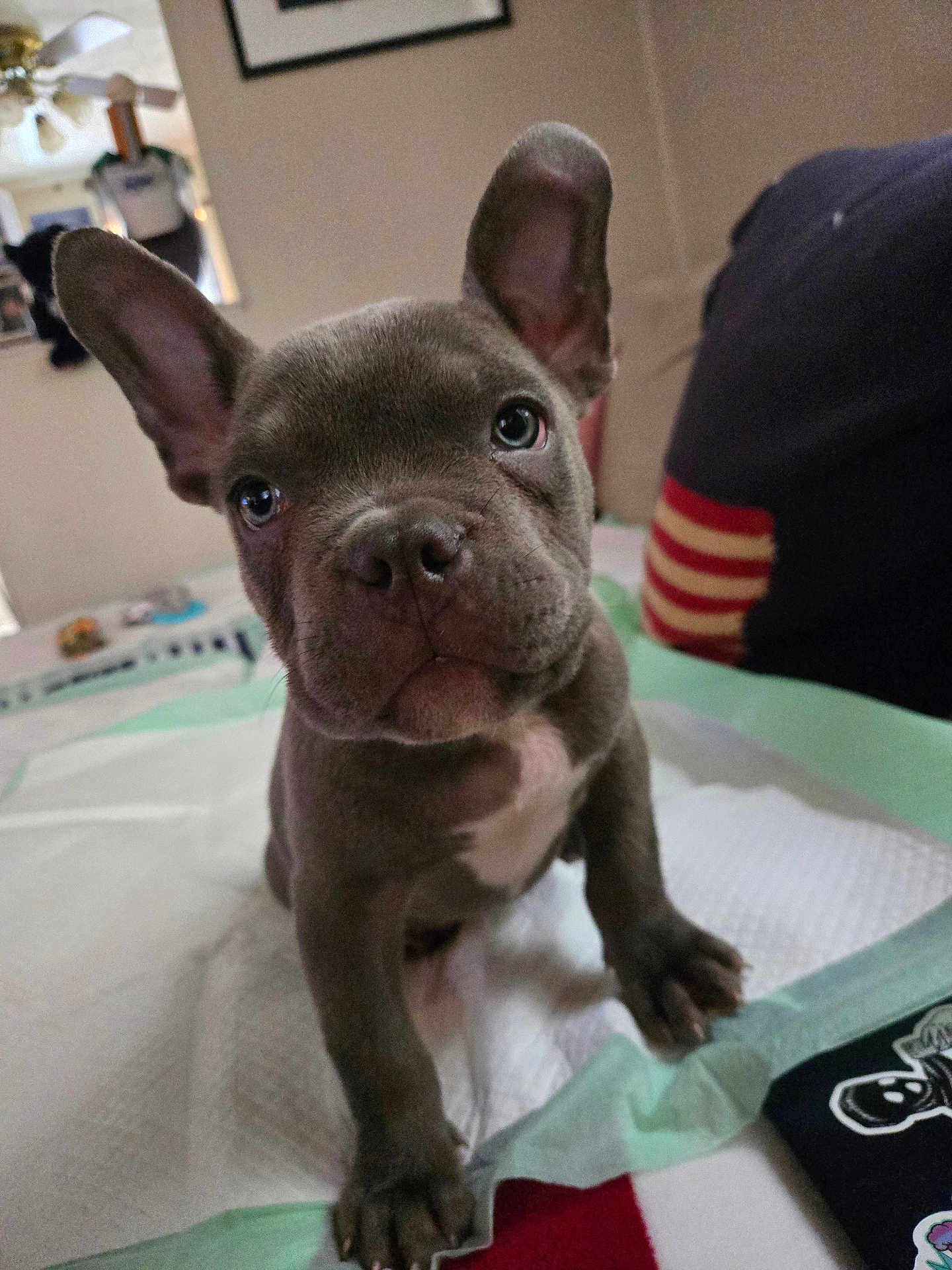 Mylo
