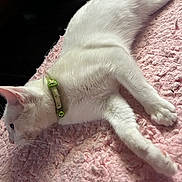Neptune joined the competition — help win amazing prizes! cat, white_cat, pet, collar, bell, fluffy_blanket, pink_blanket, lying_down, resting, relaxed, fur, whiskers, indoor, domestic_animal, animal, sleepy, cute, soft_texture, close_up, side_view