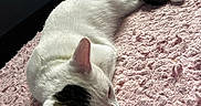 Neptune joined the competition — help win amazing prizes! cat, white_cat, black_patch, lying_down, pink_blanket, textured_blanket, indoor, pet, feline, relaxed, animal, cute, soft_light, cozy, fur, whiskers, ears, tail, resting, close_up