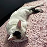 cat, white_cat, black_patch, lying_down, pink_blanket, textured_blanket, indoor, pet, feline, relaxed, animal, cute, soft_light, cozy, fur, whiskers, ears, tail, resting, close_up