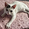 cat, white_cat, pet, animal, indoor, pink_rug, stretching, curious, fur, whiskers, ears, paw, floor, domestic_cat, young_cat, looking_at_camera, close_up, relaxed, cute, feline