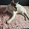 cat, white_cat, pet, animal, indoor, feline, collar, pink_blanket, texture, paw, resting, curious, cute, domestic, fur, whiskers, ears, side_view, young_cat, relaxed