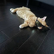 Simba is registered to the contest to win money with this photo: cat, orange_cat, fluffy, fur, sunglasses, pet, animal, lying_down, relaxed, funny, glamorous, fashion, indoor, wooden_floor, dark_floor, reflection, portrait, whiskers, ears, cute