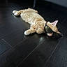 animal, cat, cute, dark_floor, ears, fashion, fluffy, funny, fur, glamorous, indoor, lying_down, orange_cat, pet, portrait, reflection, relaxed, sunglasses, whiskers, wooden_floor