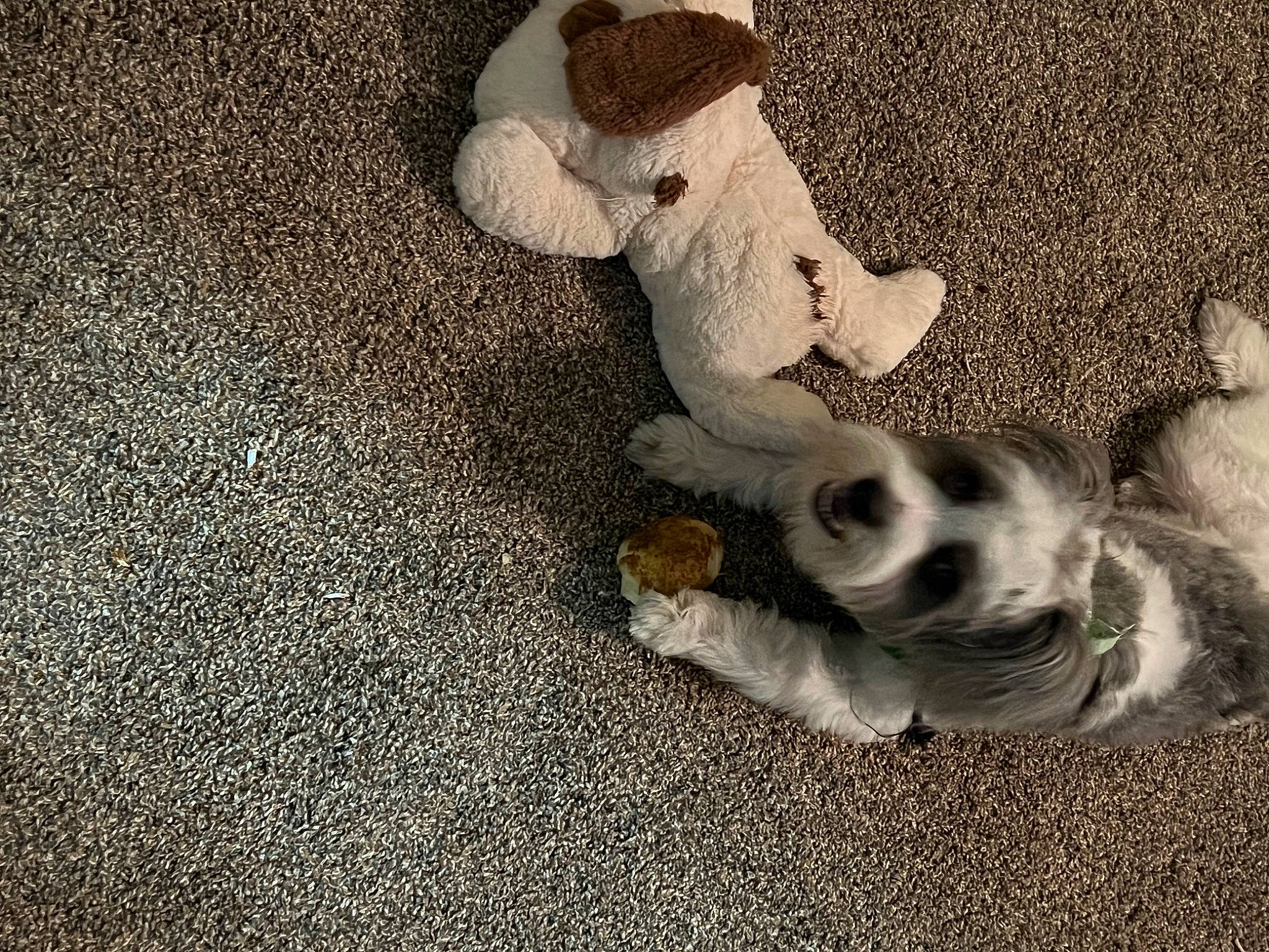 Finn joined the competition — help win amazing prizes! asphalt, canidae, carnivore, comfort, companion_dog, dog, dog_breed, fawn, flooring, foot, fur, grey, paw, sand, shadow, snout, sporting_group, tail, toy, working_animal