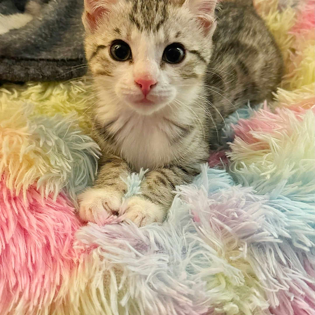 Storm is registered to the contest to win money with this photo: abyssinian, animal, blanket, canine, cat, couch, cushion, face, furniture, head, homedecor, indoors, kitten, manx, person, pet, photography, portrait, quilt, sleeping