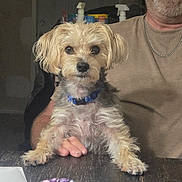 Duke joined the competition — help win amazing prizes! dog, small_dog, pet, indoor, table, man, beard, smile, collar, furniture, person, hand, casual_clothing, chain_necklace, brown_hair, curly_hair, cute, animal, domestic_animal, portrait