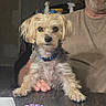 dog, small_dog, pet, indoor, table, man, beard, smile, collar, furniture, person, hand, casual_clothing, chain_necklace, brown_hair, curly_hair, cute, animal, domestic_animal, portrait