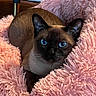 cat, siamese_cat, blue_eyes, pet, animal, feline, fluffy_blanket, pink_blanket, cozy, indoors, portrait, close_up, sitting, relaxed, brown_fur, dark_face, pointed_ears, whiskers, soft_texture, home_decor