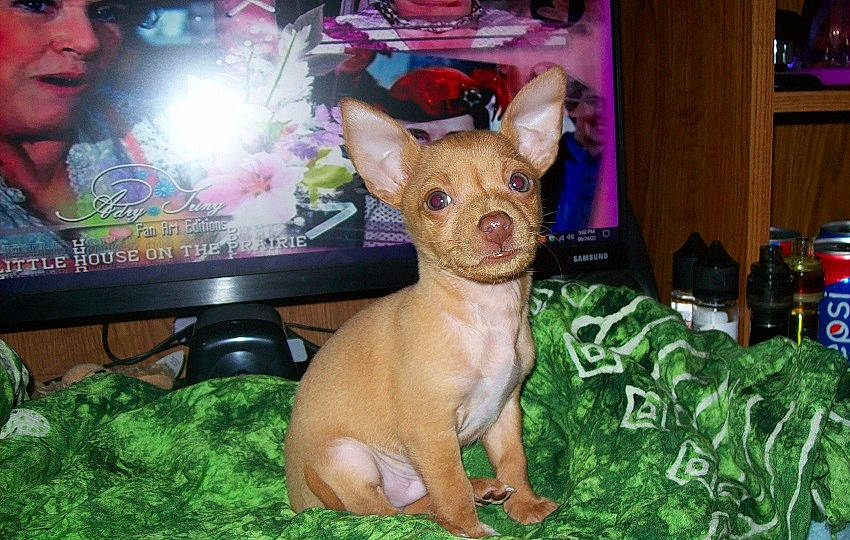 Copper is registered to the contest to win money with this photo: cable_television, carnivore, chihuahua, companion_dog, display_device, dog, dog_breed, event, fawn, flat_panel_display, grass, output_device, plant, snout, television, television_set, toy_dog, water_bottle, whiskers, working_animal