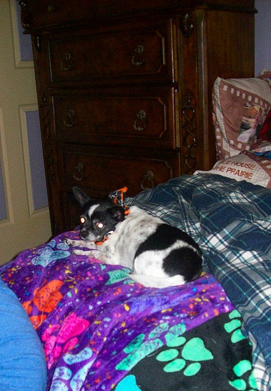 Kaiyah is registered to the contest to win money with this photo: black, cabinetry, carnivore, cat, chest_of_drawers, comfort, companion_dog, dog_breed, door, drawer, fawn, felidae, flooring, linens, mammal, purple, small_to_medium_sized_cats, textile, whiskers, wood