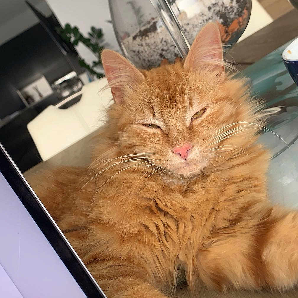 Théodore a rejoint le concours — aidez-le/la à gagner de superbes lots ! animal, cat, computer, computerhardware, electronics, furniture, glass, hardware, jar, kitten, laptop, monitor, pc, pet, plant, pottedplant, pottery, screen, table, vase