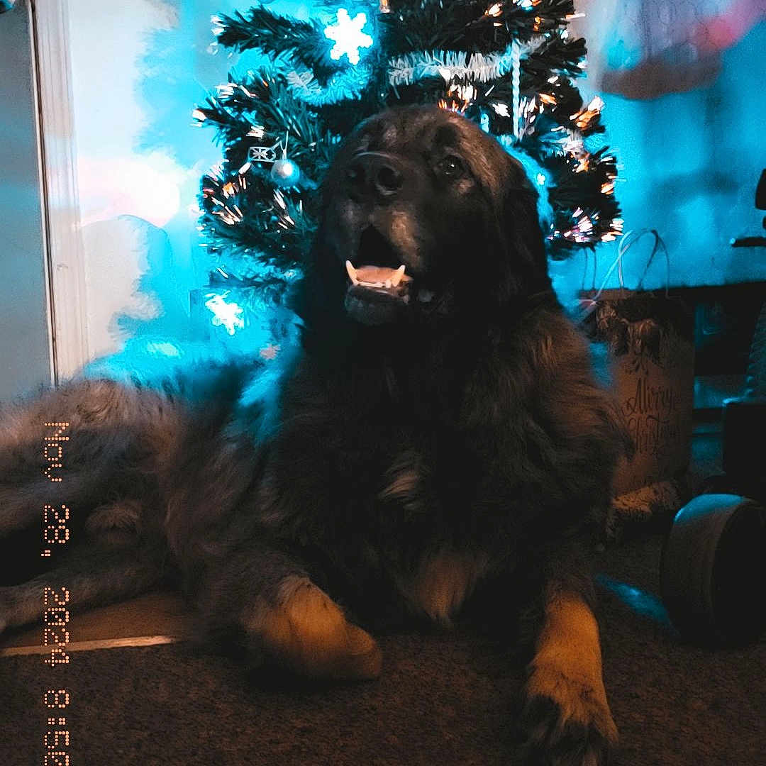 Diesel is registered to the contest to win money with this photo: animal, canine, christmas, christmasdecorations, christmastree, dog, face, festival, head, hound, indoors, lighting, outdoors, person, pet, photography, plant, portrait, puppy, tree