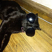 Shamrock joined the competition — help win amazing prizes! accessory, animal, black_cat, cat, closeup, collar, cool, domestic_animal, flooring, fur, indoor, laying_down, pet, reflection, relaxed, resting, shiny, sunglasses, whiskers, wooden_floor