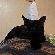 Shamrock is registered to the contest to win money with this photo: black_cat, cat, paper_crown, king_of_cat, animal, pet, feline, indoor, resting, patterned_surface, close_up, cute, mischievous, cozy, domestic, portrait, whiskers, ears, looking_away, funny