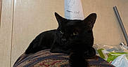 Shamrock is registered to the contest to win money with this photo: animal, black_cat, cat, close_up, cozy, cute, domestic, ears, feline, funny, indoor, king_of_cat, looking_away, mischievous, paper_crown, patterned_surface, pet, portrait, resting, whiskers