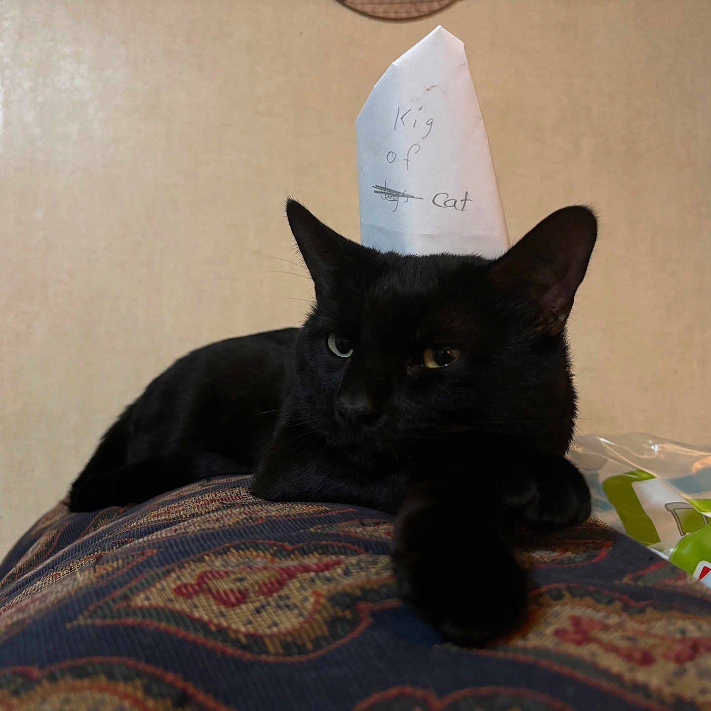 Shamrock is registered to the contest to win money with this photo: black_cat, cat, paper_crown, king_of_cat, animal, pet, feline, indoor, resting, patterned_surface, close_up, cute, mischievous, cozy, domestic, portrait, whiskers, ears, looking_away, funny