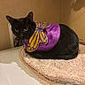 Shamrock is registered to the contest to win money with this photo: animal, black_cat, cat, costume, cozy, curious, cute, domestic_cat, eyes, feline, fur, golden_butterfly, household, indoor, pet, purple_cape, resting, table, towel, whiskers
