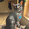 Shamrock is registered to the contest to win money with this photo: black_cat, cat, clothing, coat_rack, collar, curious, cushion, feline, home, indoor, patterned_fabric, pet_tag, seated, string_lights, sunlight, whiskers, window, wood_floor, wood_trim, yellow_eyes