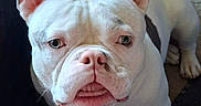 Misdemeanor is registered to the contest to win money with this photo: dog, bulldog, white_dog, pet, animal, close_up, portrait, face, ears, wrinkles, snout, nose, eyes, paws, sitting, indoors, furniture, chair, couch, funny_expression