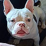 dog, bulldog, white_dog, pet, animal, close_up, portrait, face, ears, wrinkles, snout, nose, eyes, paws, sitting, indoors, furniture, chair, couch, funny_expression