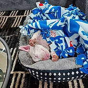 Misdemeanor joined the competition — help win amazing prizes! puppy, dog, sleeping, white_dog, pink_nose, pink_paws, floppy_ears, blanket, fleece, pet_bed, cozy, indoors, living_room, couch, rug, black_and_white, blue_blanket, relaxed, cute, nap