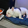 dog, bulldog, white_dog, sleeping, lying_down, pet, animal, indoors, dog_bed, patterned_bedding, toy_basket, tennis_ball, orange_ball, carpet, furniture, home, relaxed, resting, closeup, photography