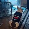 dog, french_bulldog, pet, animal, sitting, back_view, shirt, clothing, fan, box_fan, indoor, living_room, carpet, rug, open_door, doorway, home, floor, blue_tones, funny