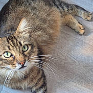 Pinou a rejoint le concours — aidez-le/la à gagner de superbes lots ! animal, cat, closeup, cute, domestic, ears, face, feline, fur, green_eyes, indoor, looking_up, mammal, paws, pet, portrait, relaxed, tabby, whiskers, wooden_floor