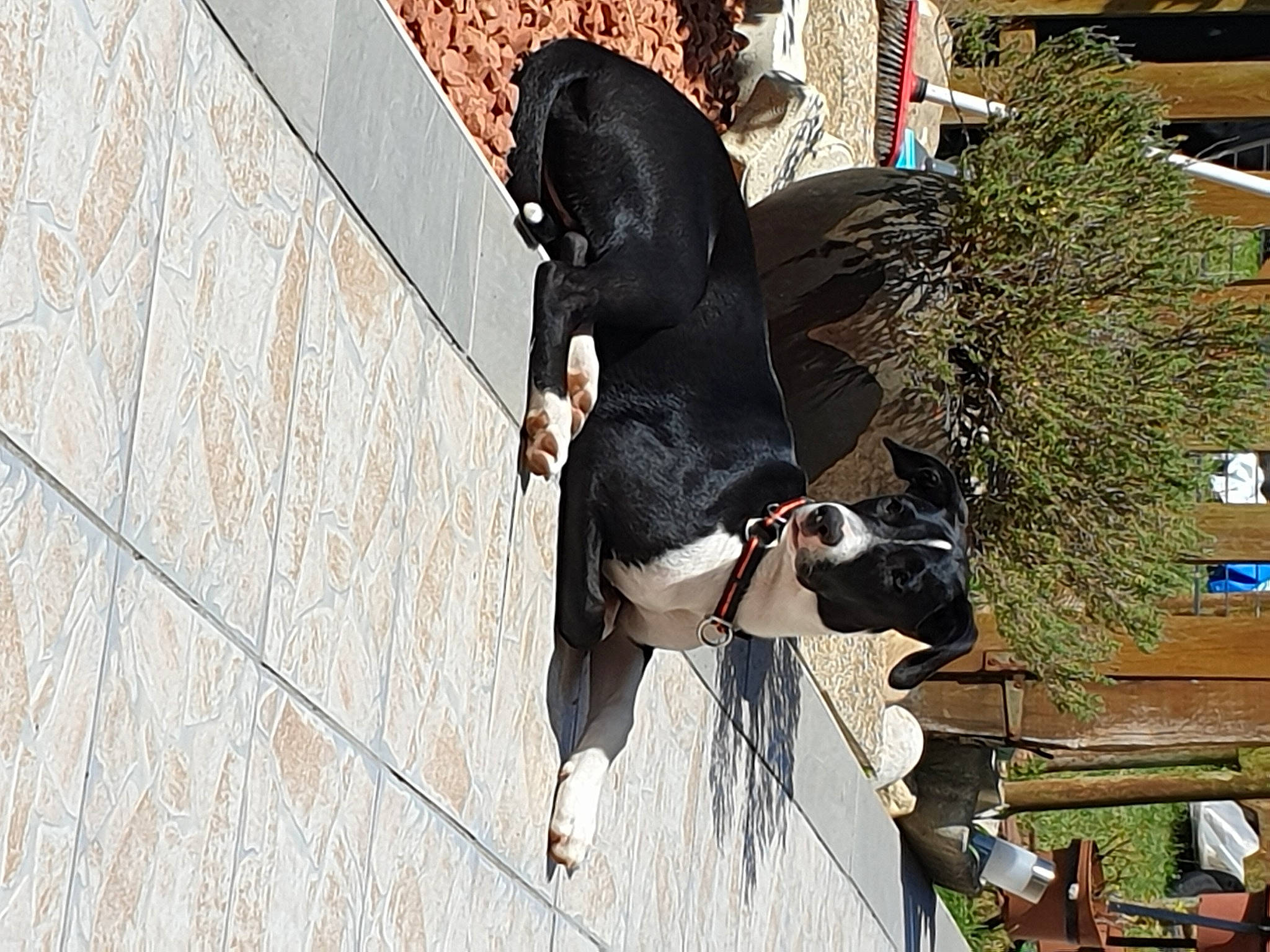 Mina a rejoint le concours — aidez-le/la à gagner de superbes lots ! adventure, canidae, dog, non_sporting_group, sporting_group