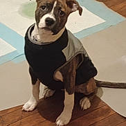 Remi joined the competition — help win amazing prizes! animal, brown, canine, coat, curious, dog, ears, flooring, house, indoor, jacket, looking_up, paw, pet, puppy, sitting, tail, white, wooden_floor, young_dog