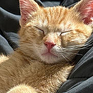 Mickey joined the competition — help win amazing prizes! cat, kitten, sleeping, orange_tabby, fur, pet, animal, cozy, blanket, black_blanket, resting, cute, indoors, closeup, whiskers, ears, soft_light, nap, peaceful, feline