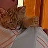 Mickey joined the competition — help win amazing prizes! cat, kitten, sleeping, orange_tabby, person, shoulder, back_view, indoor, wooden_door, plaid_shirt, cozy, pet, animal, resting, mammal, cute, close_up, domestic, feline, comfort