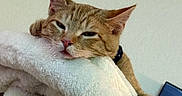 Mickey is registered to the contest to win money with this photo: animal, blanket, cat, close_up, collar, cozy, cute, ear, face, fluffy, fur, ginger_cat, home, indoor, paw, pet, relaxed, resting, sleepy, whiskers