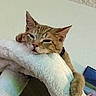 Mickey is registered to the contest to win money with this photo: cat, ginger_cat, sleepy, resting, blanket, fluffy, indoor, pet, fur, close_up, cute, relaxed, paw, animal, whiskers, face, ear, collar, home, cozy