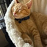 Mickey joined the competition — help win amazing prizes! animal, bell, cat, collar, comfort, cozy, curtains, cute, domestic_animal, feline, fluffy_bed, fur, indoor, natural_light, orange_tabby, pet, relaxed, resting, sleeping, window