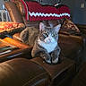 Reebok joined the competition — help win amazing prizes! cat, gray_cat, white_cat, pet, living_room, leather_couch, recliner, cup_holder, blanket, knitted_blanket, pillow, decor, wall_photos, home_interior, furniture, animal, indoor, resting, calm, cozy