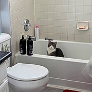 Reebok is registered to the contest to win money with this photo: cat, bathtub, bathroom, toilet, soap, shampoo, razor, tile_wall, floor, bathmat, sink, countertop, white, gray, red, pet, indoor, clean, curious, seated