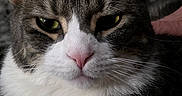 Reebok joined the competition — help win amazing prizes! cat, tabby, close_up, portrait, green_eyes, pink_nose, white_fur, whiskers, ears, face, animal, pet, indoor, cozy, feline, cute, fur, looking, mammal, domestic