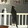 Reebok joined the competition — help win amazing prizes! cat, indoor, railing, wall_art, photographs, curious, pet, home, furniture, wood, gray_wall, white_railing, standing, tabby_cat, decor, animal, household, curiosity, domestic_cat, looking
