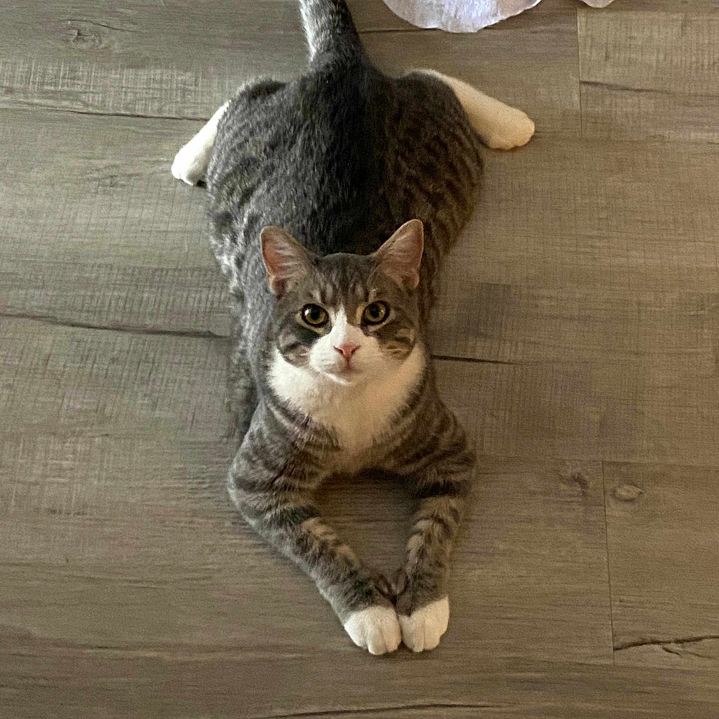 Reebok is registered to the contest to win money with this photo: cat, tabby_cat, gray_cat, white_paws, floor, wooden_floor, pet, animal, indoor, looking_up, curious, feline, resting, cute, domestic_cat, tabby_pattern, whiskers, ears, tail, paws