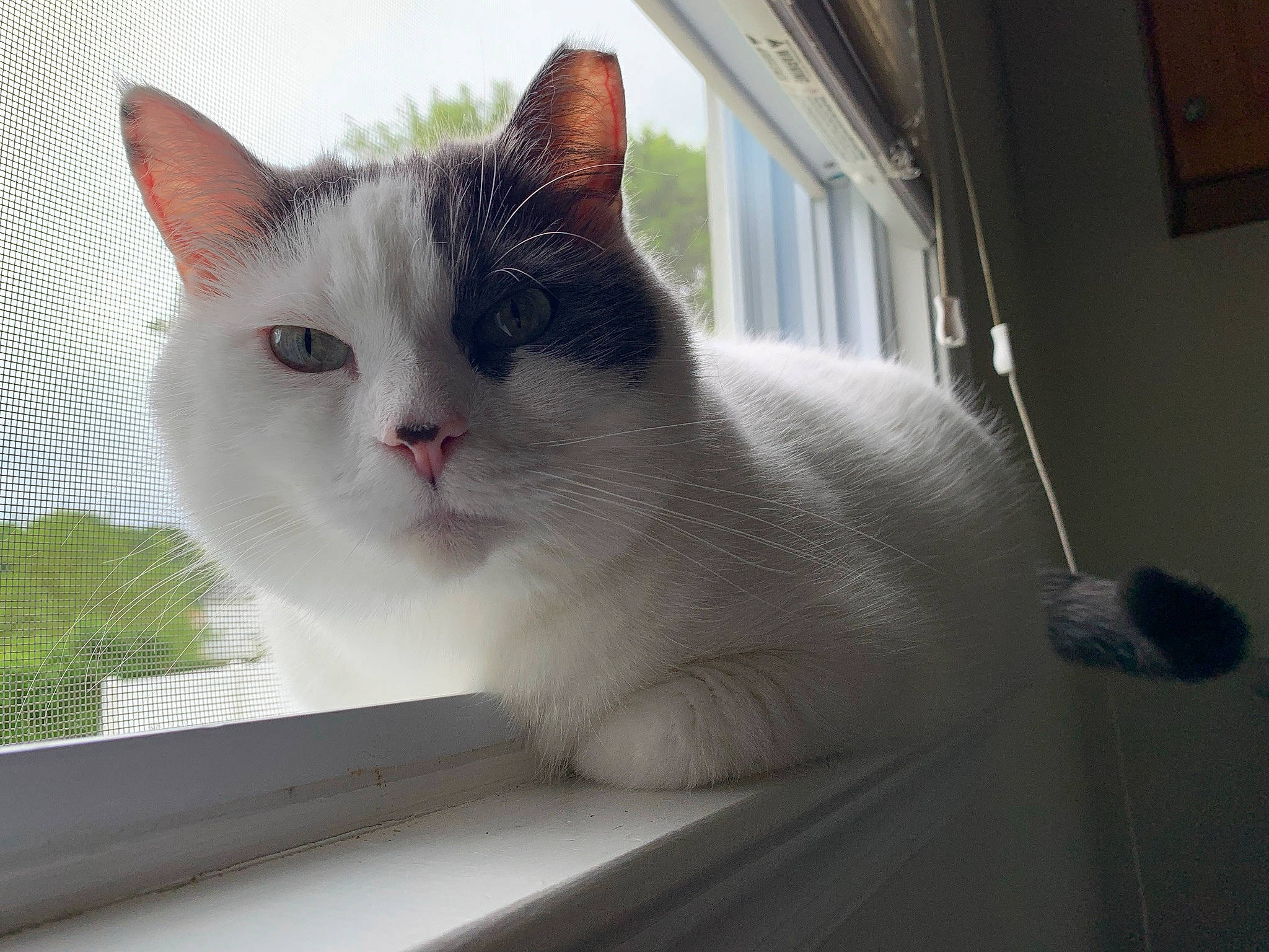 Carl joined the competition — help win amazing prizes! carnivore, cat, claw, domestic_short_haired_cat, eye, fawn, felidae, fur, paw, sitting, small_to_medium_sized_cats, snout, tail, whiskers, window