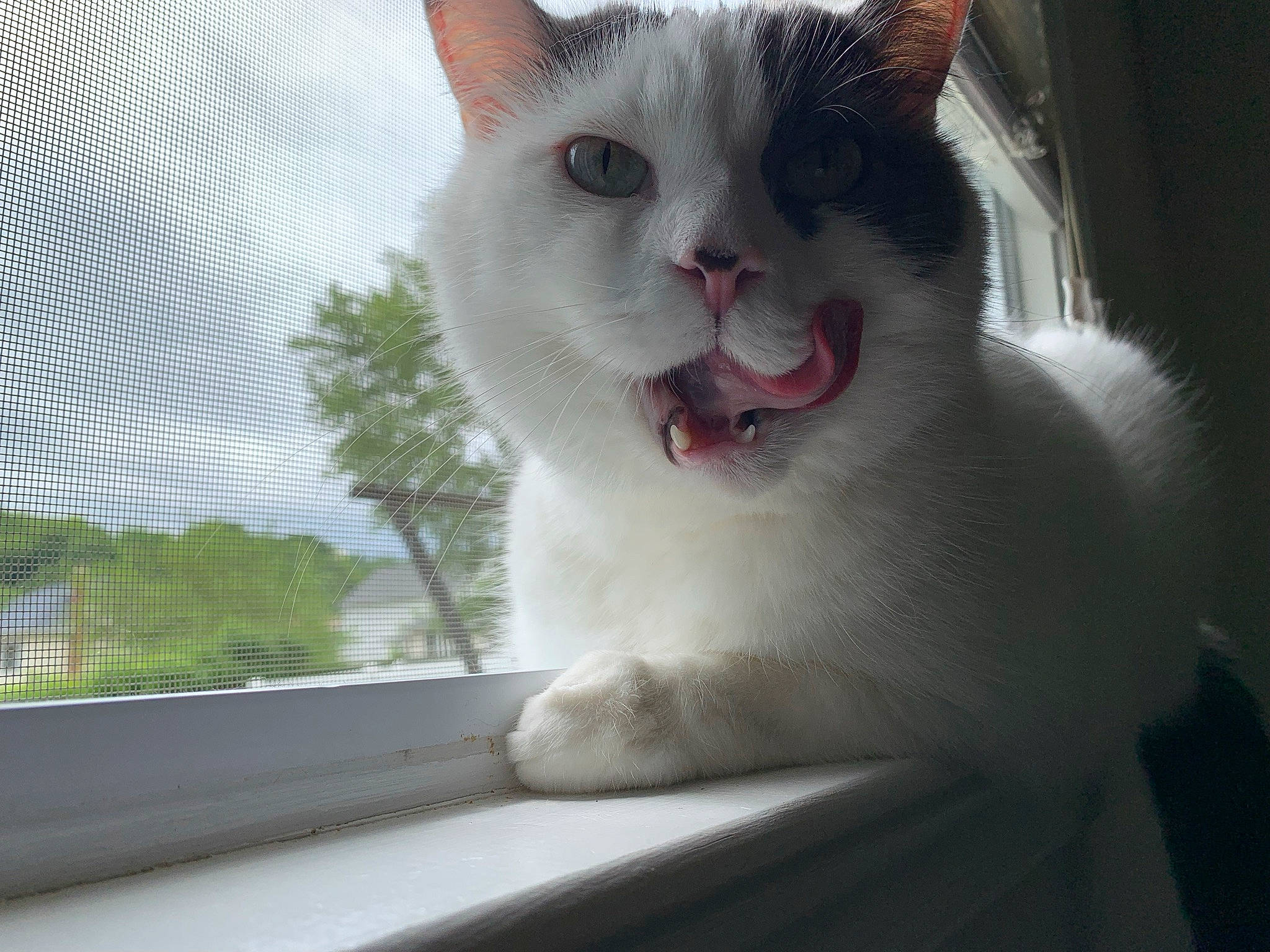 Carl joined the competition — help win amazing prizes! animal_shelter, carnivore, cat, cat_furniture, domestic_short_haired_cat, eye, felidae, fur, mesh, paw, photo_caption, plant, sky, small_to_medium_sized_cats, snout, tail, whiskers, window, window_treatment, windshield