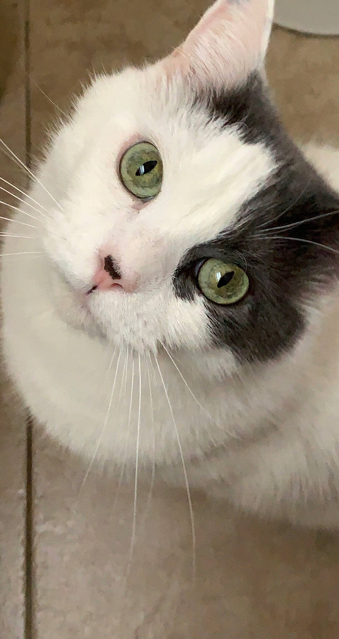 Carl joined the competition — help win amazing prizes! art, british_longhair, carnivore, cat, curious, domestic_short_haired_cat, felidae, fur, iris, small_to_medium_sized_cats, snout, whiskers