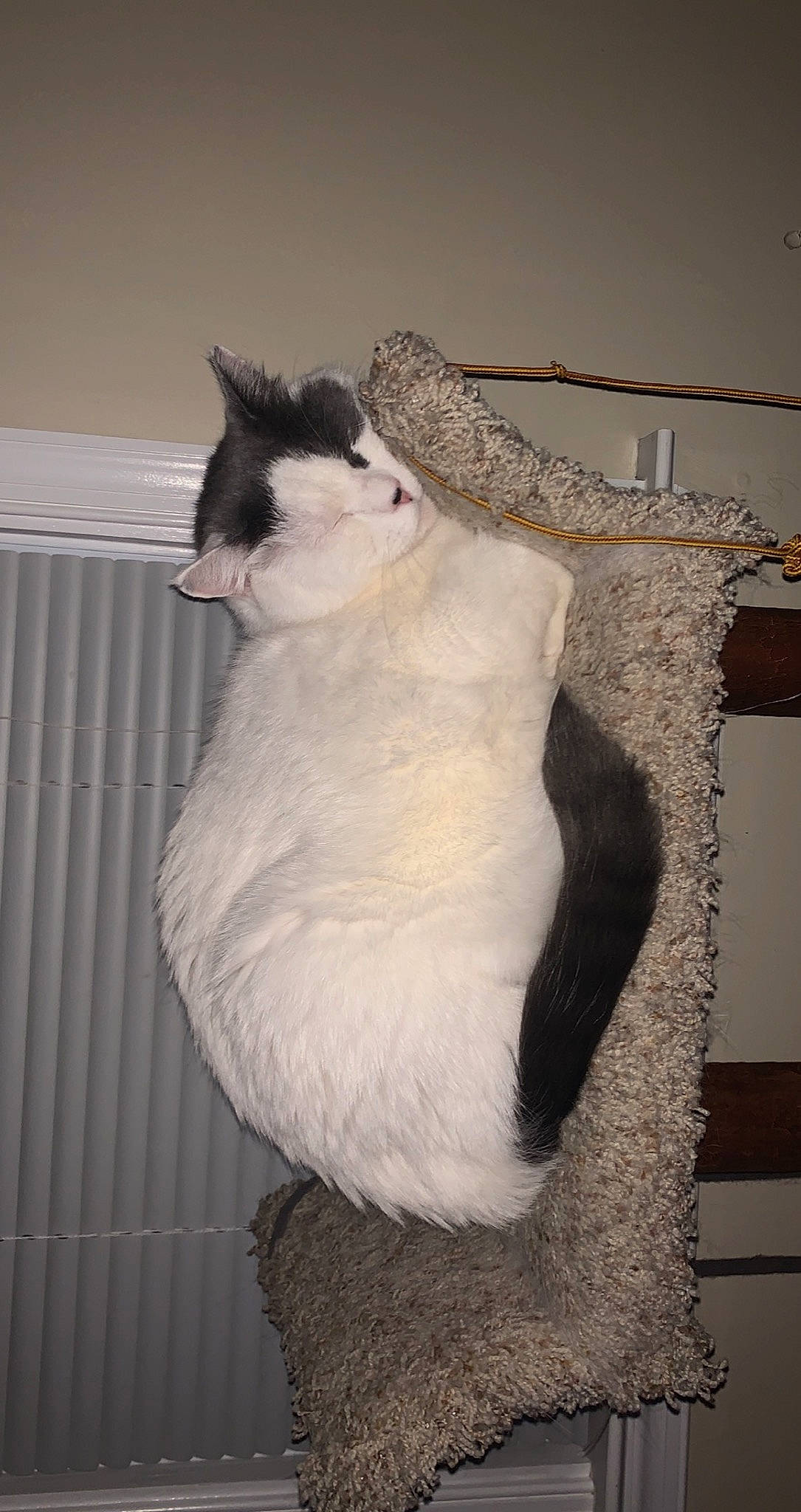 Carl joined the competition — help win amazing prizes! art, carnivore, cat, comfort, domestic_short_haired_cat, felidae, formal_wear, fur, paw, sitting, small_to_medium_sized_cats, snout, tail, whiskers, window, wood, wool