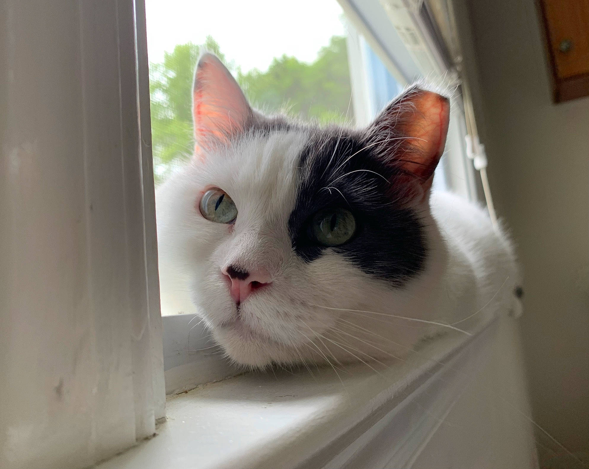 Carl joined the competition — help win amazing prizes! box, carnivore, cat, domestic_short_haired_cat, felidae, fixture, fur, sky, small_to_medium_sized_cats, snout, wall_plate, whiskers, window